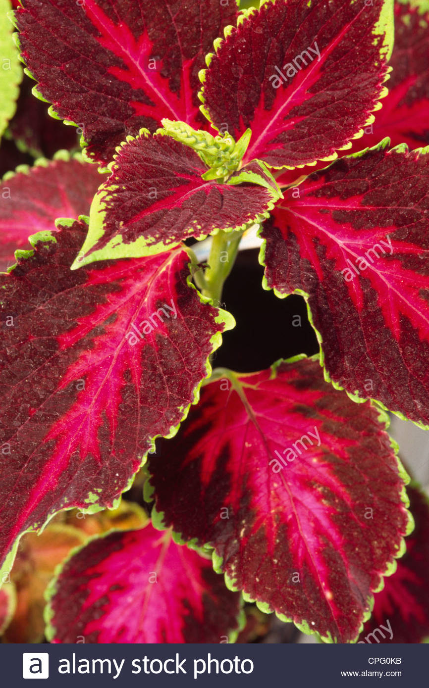 حسن یوسف - Image 3