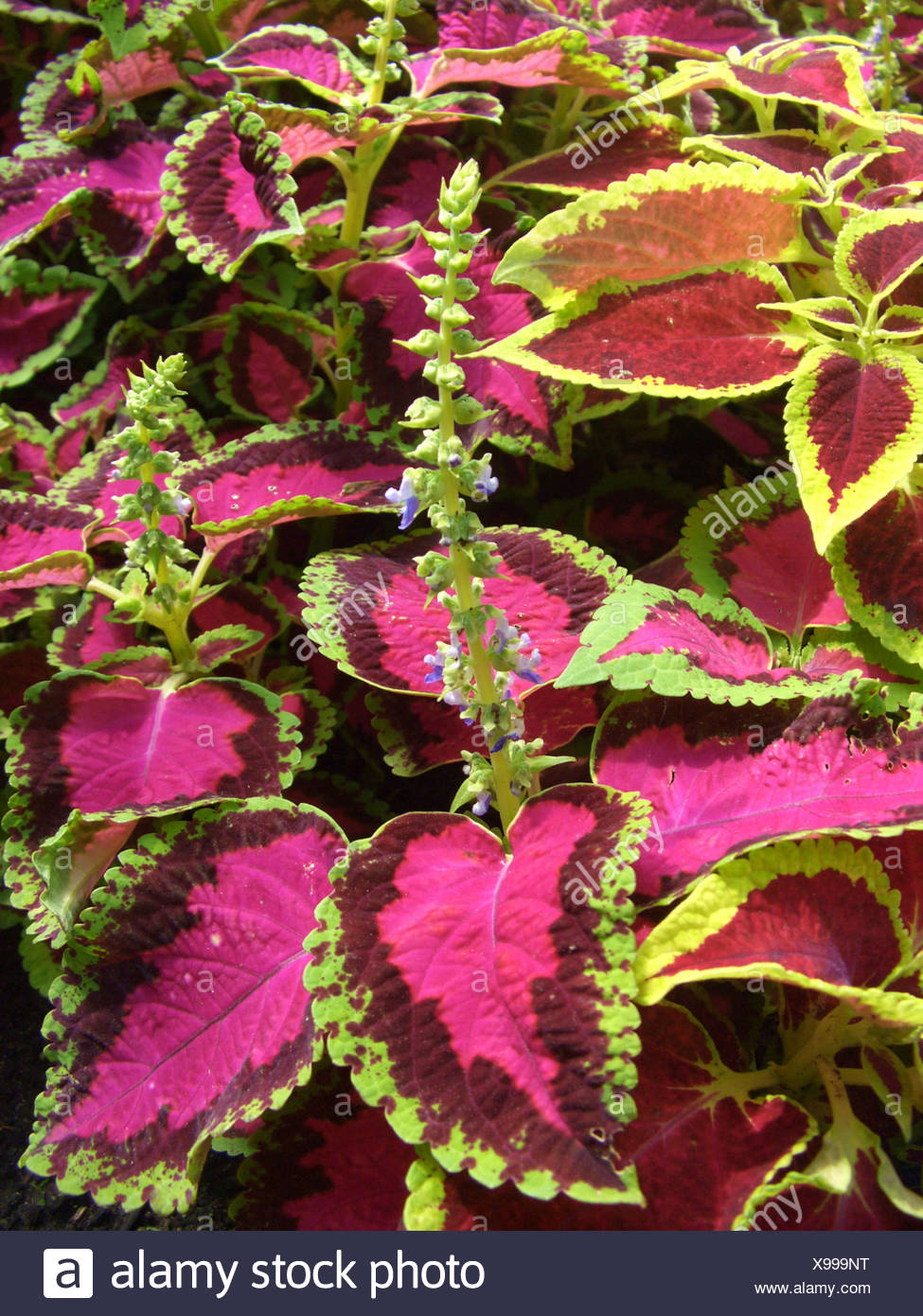 حسن یوسف - Image 2