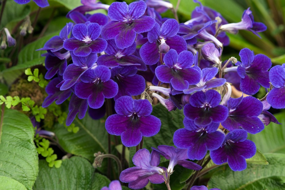 گلدان استرپتوکارپوس در رنگ های متنوع - Image 2