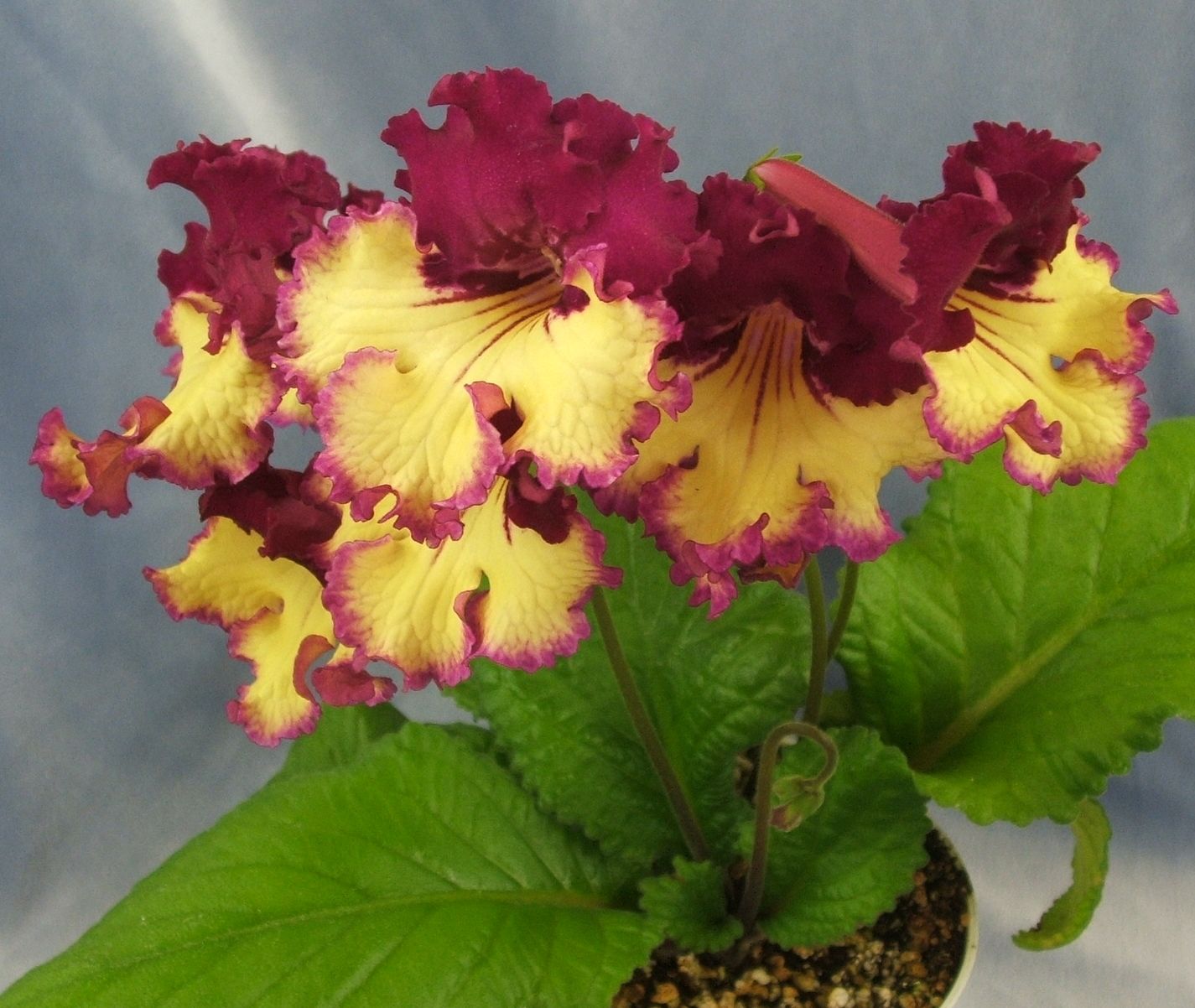Streptocarpus Info